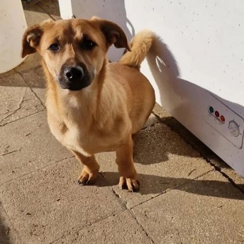 #BE2513203 - Poldi, chien croisé à adopter – AnimalWeb Belgique #BE2513203 - Poldi, chien croisé à adopter – AnimalWeb Belgique