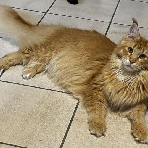 #BE2513204 - Wilfried - Chat perdu à Habay-la-Vieille - AnimalWeb Belg #BE2513204 - Wilfried - Chat perdu à Habay-la-Vieille - AnimalWeb Belg