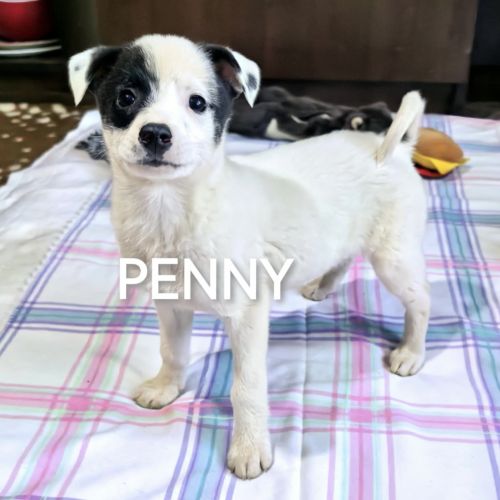 #BE2513205 - Penny, chien croisé à adopter – AnimalWeb #BE2513205 - Penny, chien croisé à adopter – AnimalWeb