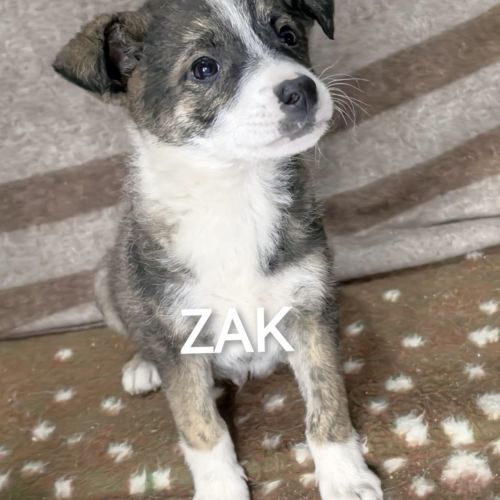 #BE2513206 - Zak, chien croisé à adopter – AnimalWeb #BE2513206 - Zak, chien croisé à adopter – AnimalWeb
