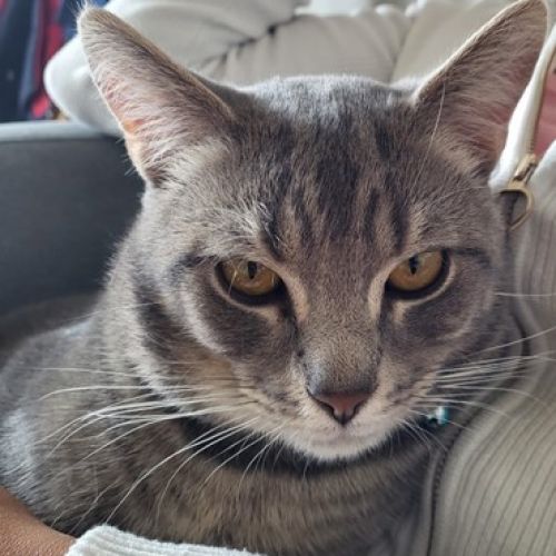 #BE2513208 - Chat trouvé - Anderlecht - AnimalWeb Belgique #BE2513208 - Chat trouvé - Anderlecht - AnimalWeb Belgique