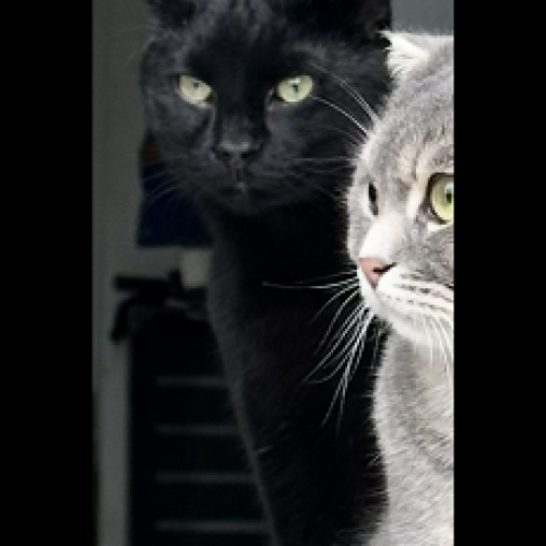 #BE2513209 - Stitch - Chat perdu à Erezée - AnimalWeb Belgique #BE2513209 - Stitch - Chat perdu à Erezée - AnimalWeb Belgique