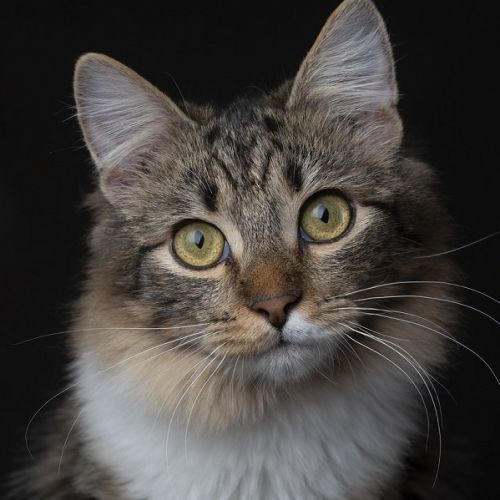 Bienfaits des Croquettes Sans Céréales pour Chats Sensibles Bienfaits des Croquettes Sans Céréales pour Chats Sensibles