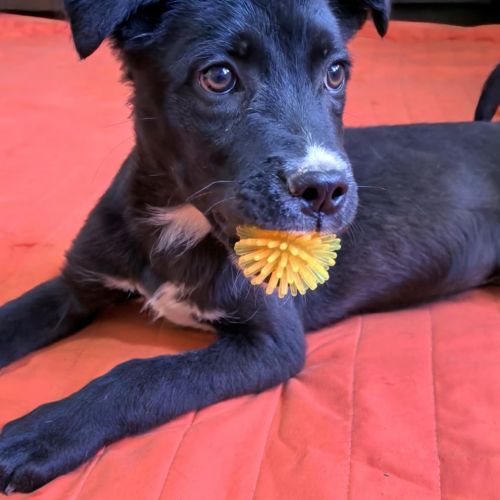 #BE2513214 - Keni, chien croisé à adopter – AnimalWeb Belgique #BE2513214 - Keni, chien croisé à adopter – AnimalWeb Belgique