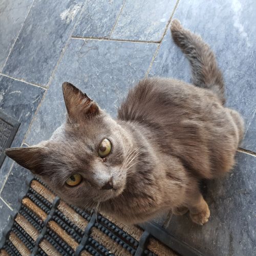 Petite chatte errante Petite chatte errante