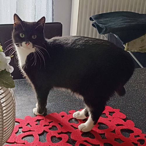 #BE2513217 - Batman, chat perdu à La Louvière - AnimalWeb Belgique #BE2513217 - Batman, chat perdu à La Louvière - AnimalWeb Belgique