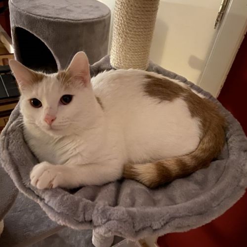 #BE2513218 - Chat perdu #BE2513218 - Chat perdu