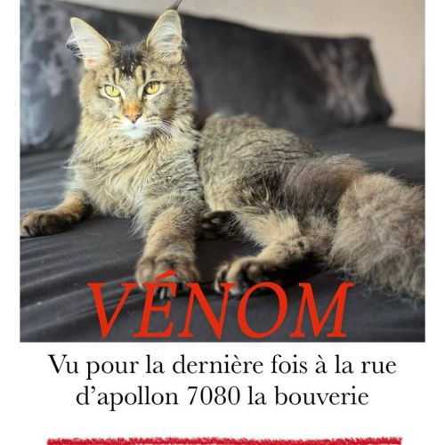 #BE2513223 - Venom, chat perdu à La Bouverie - AnimalWeb Belgique #BE2513223 - Venom, chat perdu à La Bouverie - AnimalWeb Belgique