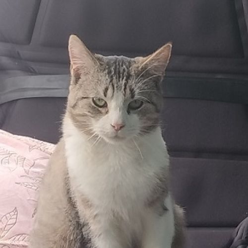 #BE2513227 - Otis, chat perdu à Biesme - AnimalWeb Belgique #BE2513227 - Otis, chat perdu à Biesme - AnimalWeb Belgique