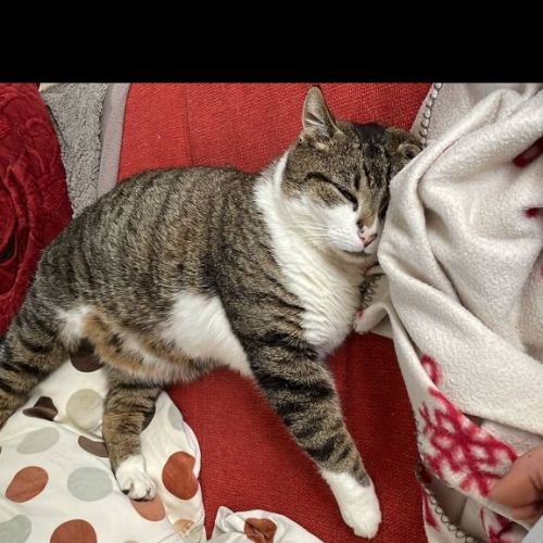 #BE2513228 - Vidocq, chat perdu à Genappe - AnimalWeb Belgique #BE2513228 - Vidocq, chat perdu à Genappe - AnimalWeb Belgique