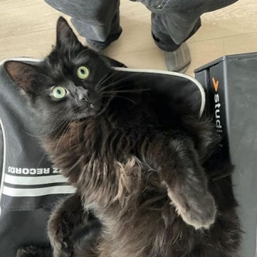 #BE2513232 - Nouma, chat perdu à Jette - AnimalWeb Belgique #BE2513232 - Nouma, chat perdu à Jette - AnimalWeb Belgique