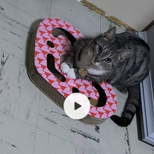 #BE2513234 - Luna, chat perdu à Charleroi - AnimalWeb Belgique