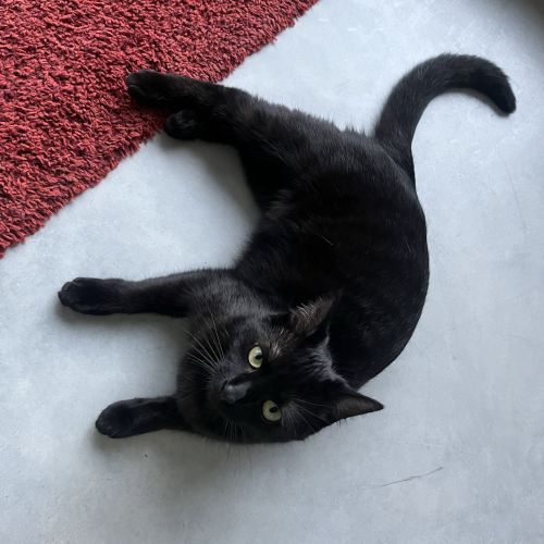 #BE2513239 - Mochi, chat perdu à Rosières - AnimalWeb Belgique #BE2513239 - Mochi, chat perdu à Rosières - AnimalWeb Belgique