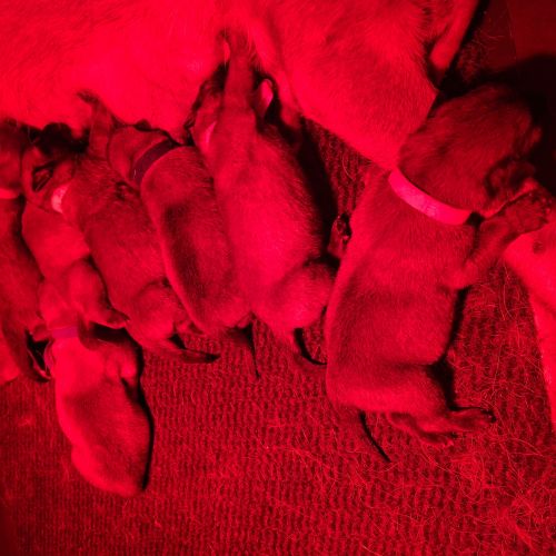 #BE2513240 - Chiots à vendre - AnimalWeb Belgique #BE2513240 - Chiots à vendre - AnimalWeb Belgique