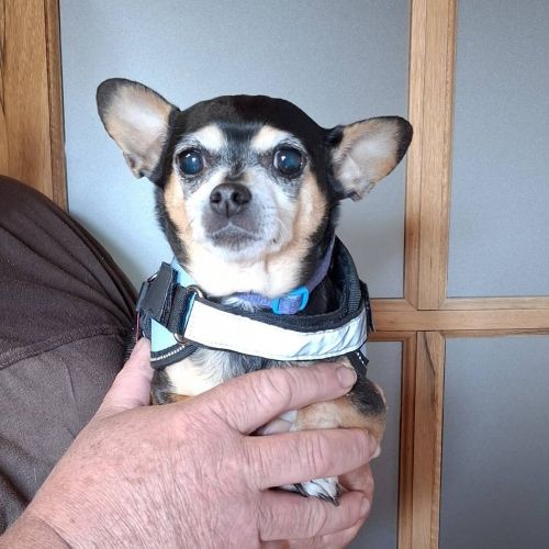 #BE2513243 - Adoptez Lili à Wiers – AnimalWeb #BE2513243 - Adoptez Lili à Wiers – AnimalWeb