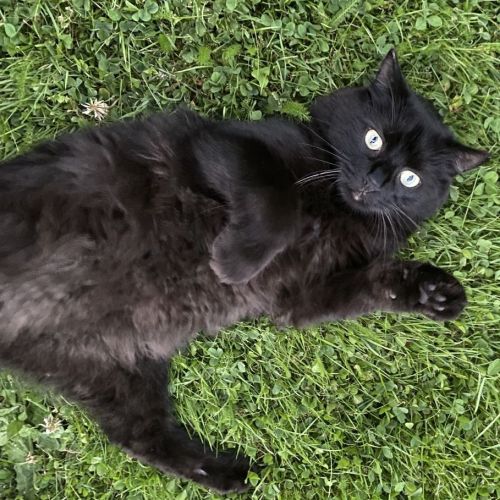 #BE2513245 - Sirius, chat perdu à Bouge - AnimalWeb Belgique #BE2513245 - Sirius, chat perdu à Bouge - AnimalWeb Belgique