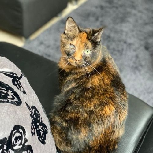 #BE2513246 - Fauve, chat perdu à Havré - AnimalWeb Belgique #BE2513246 - Fauve, chat perdu à Havré - AnimalWeb Belgique