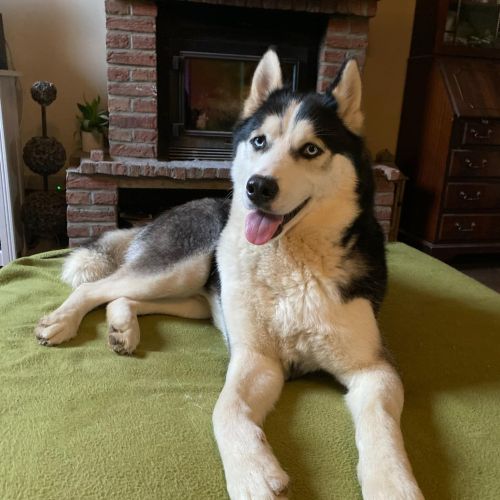 #BE2513248 - Jack, chien à adopter en Belgique – La Patte d'Or du Cœur #BE2513248 - Jack, chien à adopter en Belgique – La Patte d'Or du Cœur