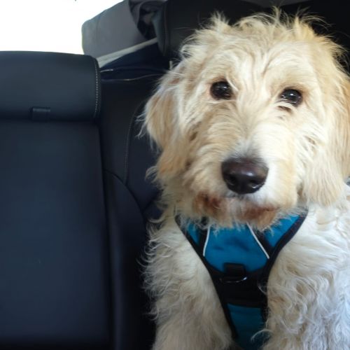 #BE2513249 - Max , chien à adopter en Belgique – La Patte d'Or du Cœur #BE2513249 - Max , chien à adopter en Belgique – La Patte d'Or du Cœur