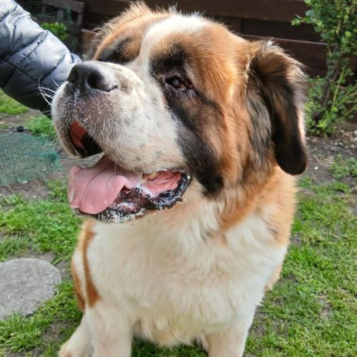 #BE2513251 - Bella, chien à adopter en Belgique – La Patte d'Or du Cœu #BE2513251 - Bella, chien à adopter en Belgique – La Patte d'Or du Cœu