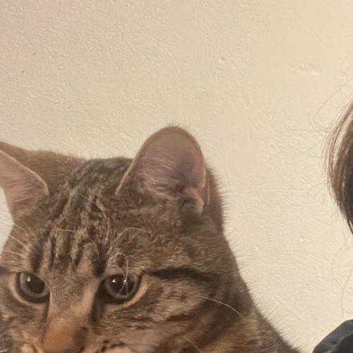 Chat perdu à Louvain la Neuve Chat perdu à Louvain la Neuve