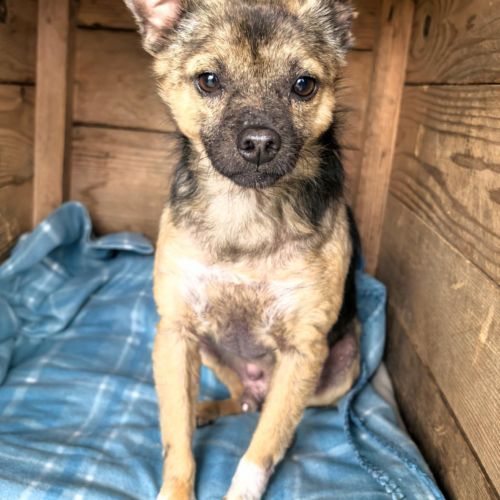 #BE2513262 - Olly, chien croisé à adopter – AnimalWeb #BE2513262 - Olly, chien croisé à adopter – AnimalWeb