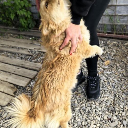 #BE2513263 - Amber, chien croisé à adopter – AnimalWeb #BE2513263 - Amber, chien croisé à adopter – AnimalWeb