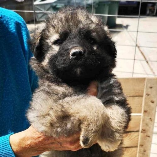 #BE2513264 - Dino, chien croisé à adopter – AnimalWeb Belgique #BE2513264 - Dino, chien croisé à adopter – AnimalWeb Belgique