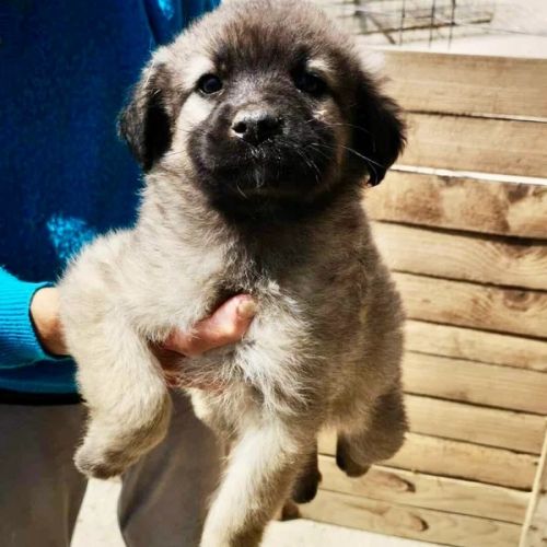 #BE2513265 - Danae, chien croisé à adopter – AnimalWeb Belgique #BE2513265 - Danae, chien croisé à adopter – AnimalWeb Belgique