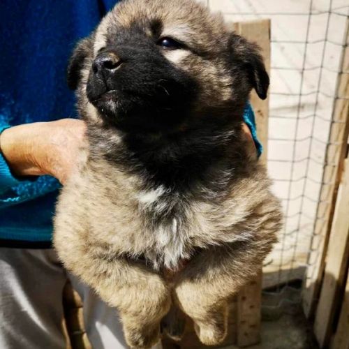 #BE2513266 - Dune, chien croisé à adopter – AnimalWeb Belgique #BE2513266 - Dune, chien croisé à adopter – AnimalWeb Belgique