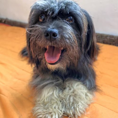 #BE2513269 - Stella, chien croisé à adopter – AnimalWeb #BE2513269 - Stella, chien croisé à adopter – AnimalWeb