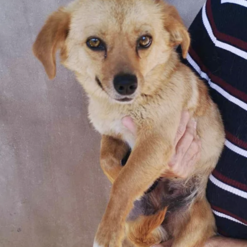#BE2513270 - Perle, chien croisé à adopter – AnimalWeb Belgique #BE2513270 - Perle, chien croisé à adopter – AnimalWeb Belgique
