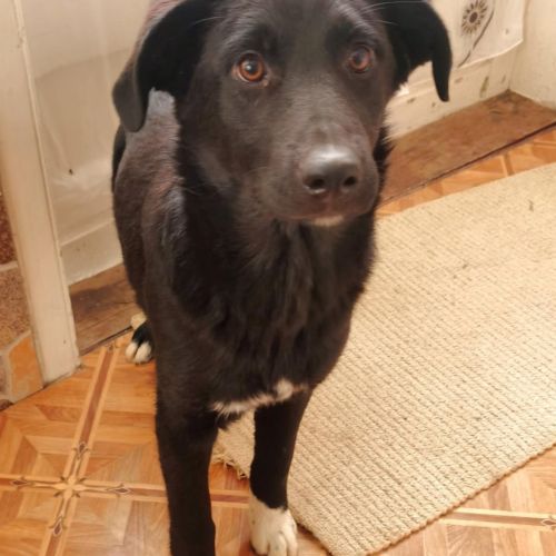 #BE2513271 - Adam, chien croisé à adopter – AnimalWeb #BE2513271 - Adam, chien croisé à adopter – AnimalWeb