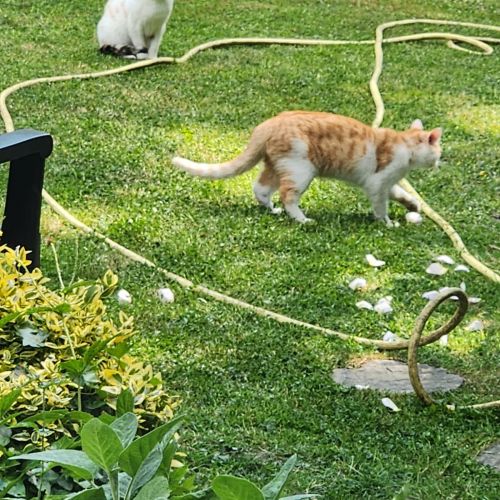 #BE2513272 - Séraphin, chat à adopter à Uccle - AnimalWeb Belgique #BE2513272 - Séraphin, chat à adopter à Uccle - AnimalWeb Belgique