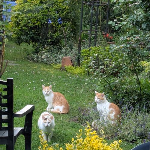 #BE2513273 - Acajou, chat à adopter à Uccle - AnimalWeb Belgique #BE2513273 - Acajou, chat à adopter à Uccle - AnimalWeb Belgique