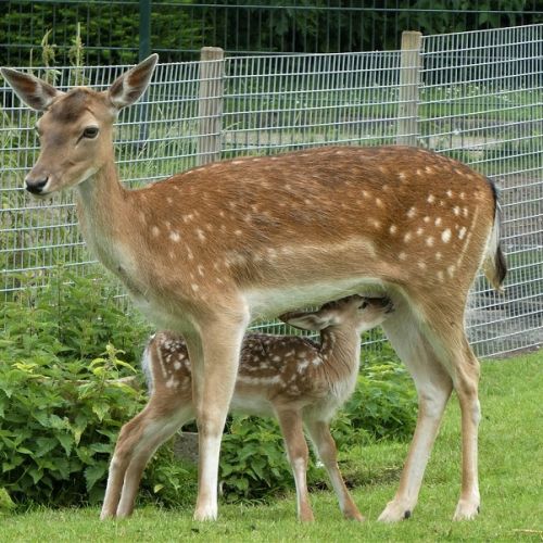 Les dérives de l’élevage de gibier pour la chasse Les dérives de l’élevage de gibier pour la chasse