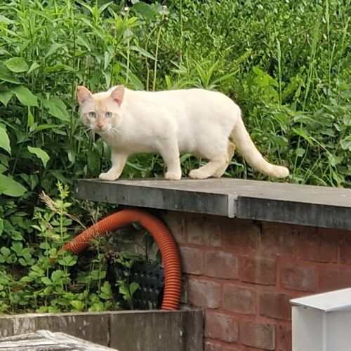 #BE2513276 - Chat trouvé - Ohain - AnimalWeb Belgique #BE2513276 - Chat trouvé - Ohain - AnimalWeb Belgique