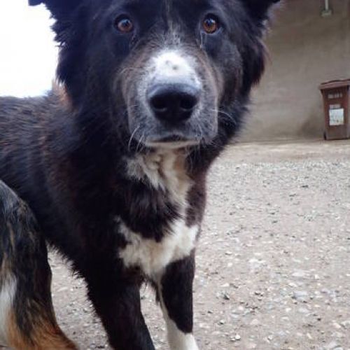 #BE2513277 - Felix, chien croisé à adopter – AnimalWeb Belgique #BE2513277 - Felix, chien croisé à adopter – AnimalWeb Belgique