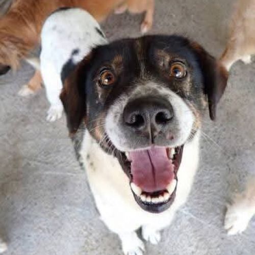 #BE2513278 - Peanuts, chien croisé à adopter – AnimalWeb Belgique #BE2513278 - Peanuts, chien croisé à adopter – AnimalWeb Belgique