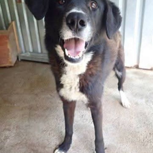 #BE2513279 - Philo, chien croisé à adopter – AnimalWeb Belgique #BE2513279 - Philo, chien croisé à adopter – AnimalWeb Belgique