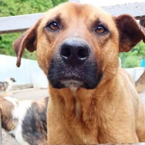 #BE2513280 - Sphinx, chien croisé à adopter – AnimalWeb Belgique #BE2513280 - Sphinx, chien croisé à adopter – AnimalWeb Belgique