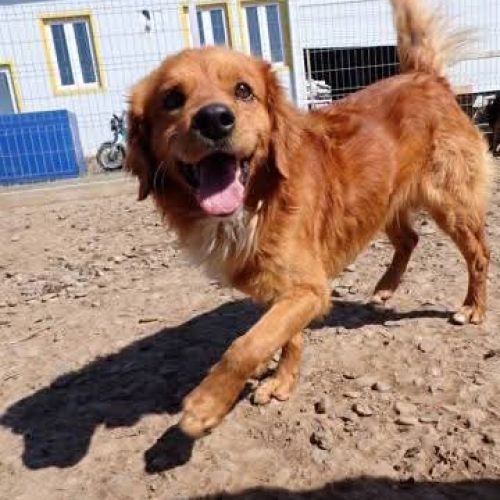#BE2513281 - Youki, chien croisé à adopter – AnimalWeb Belgique #BE2513281 - Youki, chien croisé à adopter – AnimalWeb Belgique