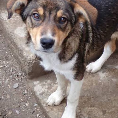 #BE2513282 - Ridao, chien croisé à adopter – AnimalWeb Belgique #BE2513282 - Ridao, chien croisé à adopter – AnimalWeb Belgique