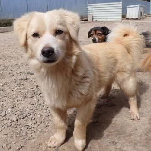 #BE2513283 - Gibson, chien croisé à adopter – AnimalWeb Belgique #BE2513283 - Gibson, chien croisé à adopter – AnimalWeb Belgique