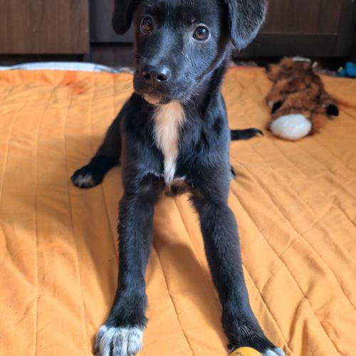 #BE2513284 - Steph, chien croisé à adopter – AnimalWeb #BE2513284 - Steph, chien croisé à adopter – AnimalWeb