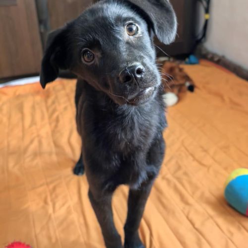 #BE2513285 - Kev, chien croisé à adopter – AnimalWeb #BE2513285 - Kev, chien croisé à adopter – AnimalWeb