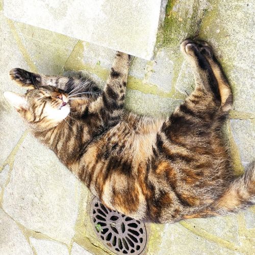 #BE2513288 - Tia, chat perdu à Mons - AnimalWeb Belgique