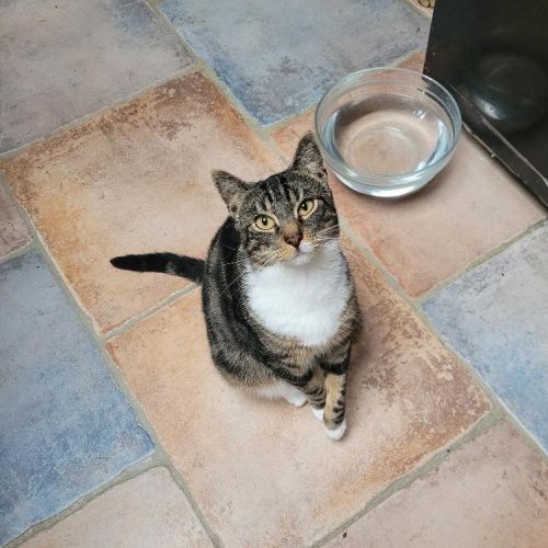 #BE2513290 - Scipion, chat à adopter à Leuze-en-Hainaut - AnimalWeb Be #BE2513290 - Scipion, chat à adopter à Leuze-en-Hainaut - AnimalWeb Be