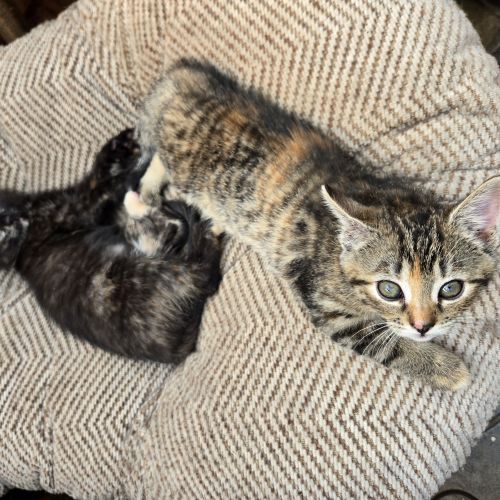 #BE2513291 - Chatons à adopter à Merbes-le-Château - AnimalWeb Belgiqu #BE2513291 - Chatons à adopter à Merbes-le-Château - AnimalWeb Belgiqu