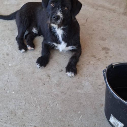 #BE2513293 - Benji, chien à adopter en Belgique – La Patte d'Or du Cœu #BE2513293 - Benji, chien à adopter en Belgique – La Patte d'Or du Cœu